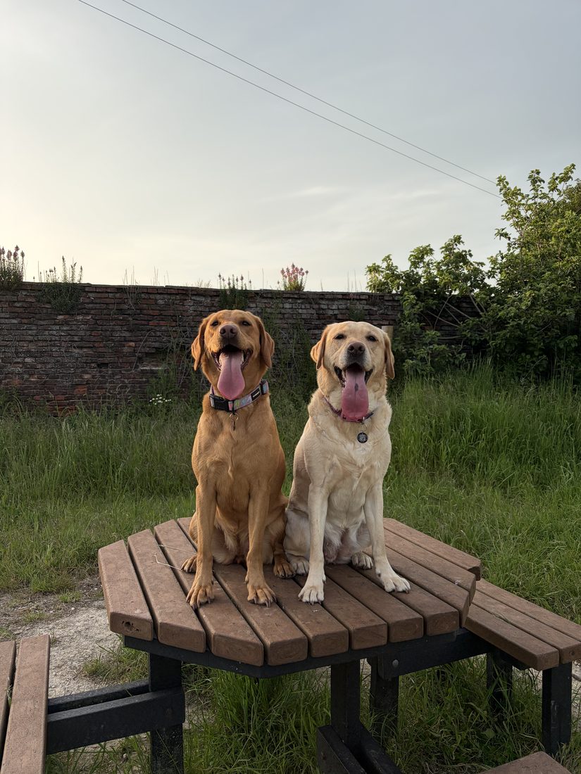 Two steady, sociable Labradors sitting together