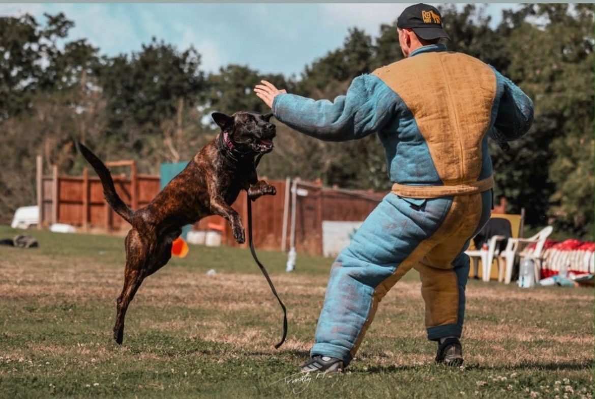 Controlled protection work with a decoy in a bite suit
