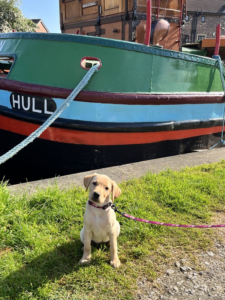 A Labrador puppy sitting beside a Hull canal boat